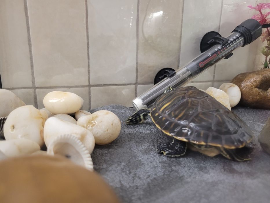 żółw  wodno-lądowy akwarium