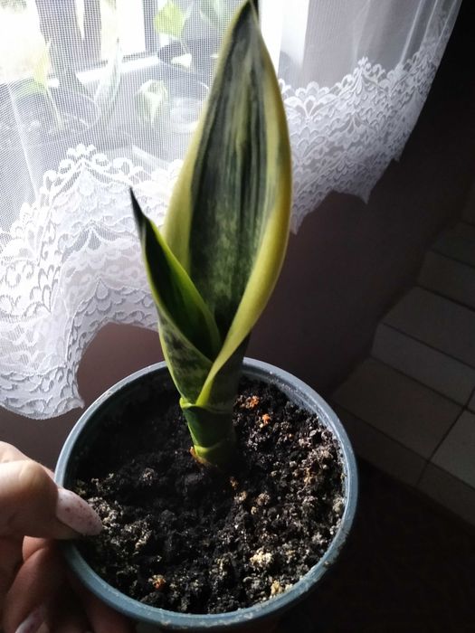 Sanserweria zielona