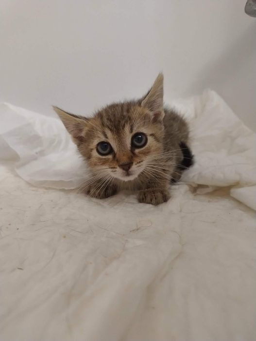 Dwóch braci do adopcji. Oddam kota. Koty za darmo.