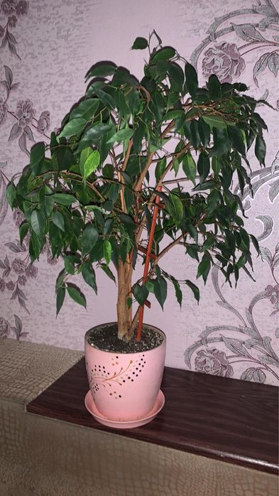 Фикус Бенджамина