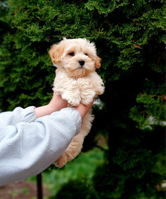 Справжній хлопчик мальтіпу ф1.  Не линяє.