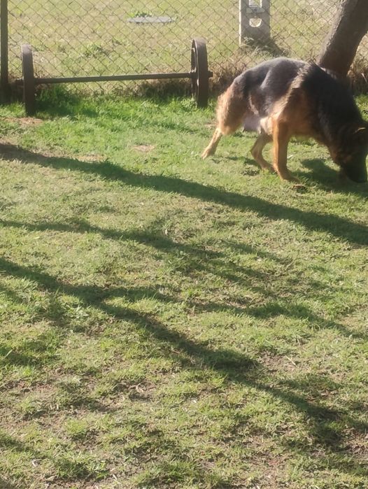 Owczarek niemiecki krótkowłosy