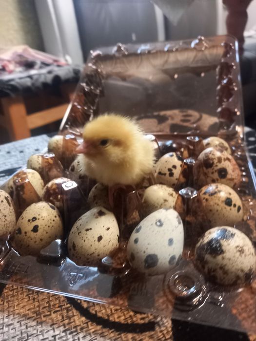 Перепілки добові