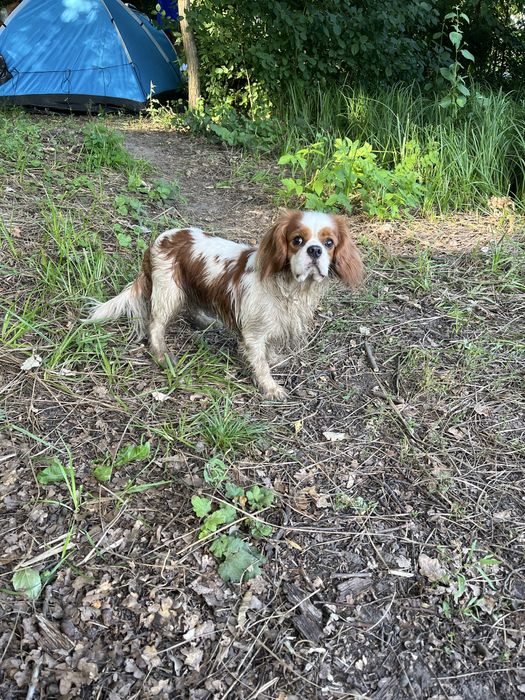 Вязка собак кавалер кинг чарльз спаниель