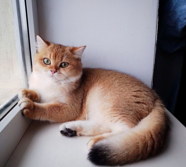 Золота шиншилла, чудовий хлопчик