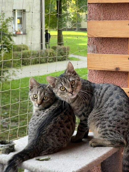 Jacek Placek Agatka kot do adopcji 5.5 miesiący