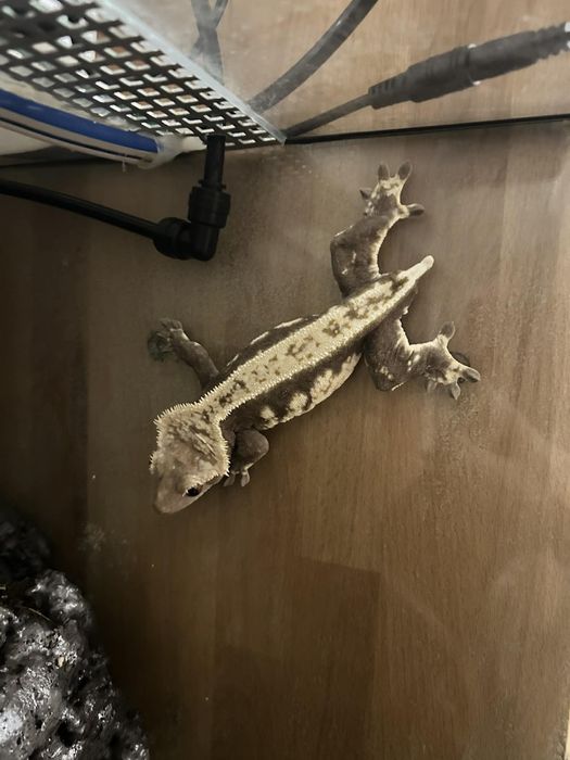 Gekon orzęsiony+terrarium