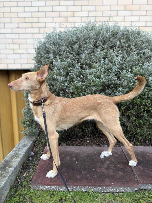 PALHA - cadela para adoção responsável