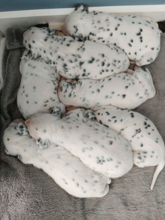 Szczenięta dalmatyńczyk piesek