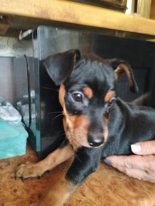 Цуценята цвєргпінчера