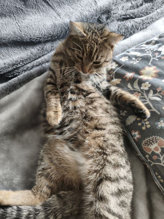 Oddam młodego kocurka odpowiedzialnym opiekunom