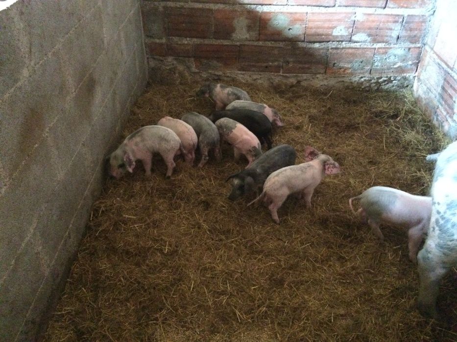 vendo leitões para criar