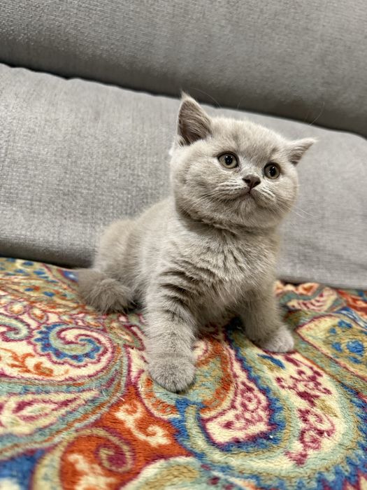 Gatinho macho  british shorthair