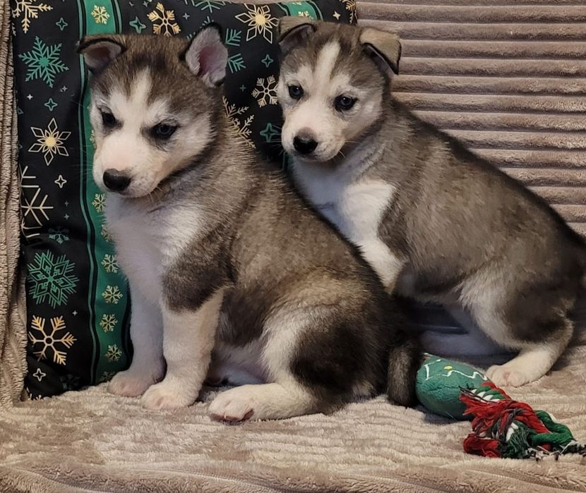 Siberian Husky piesk