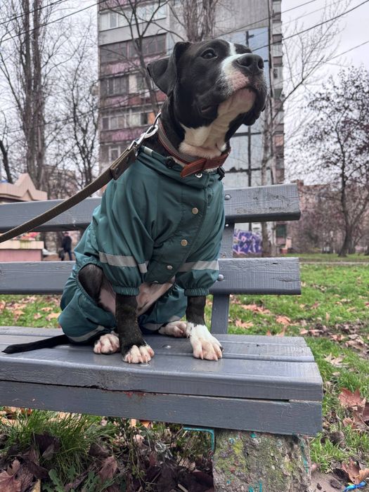 Продам добрую и ласковую собаку