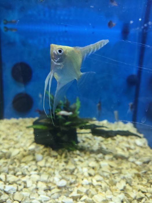 Escalares Pterophyllum scalare