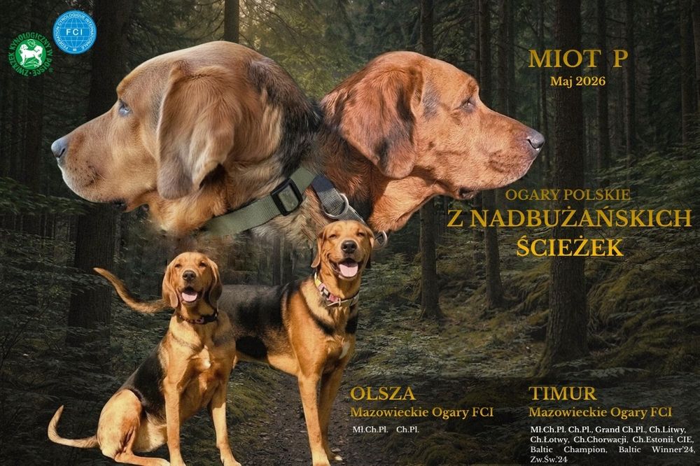 Ogar Polski szczenię