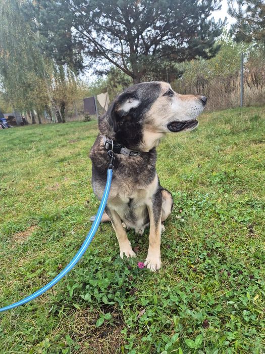 URATUJ BORYSA – duży, owczarkowaty pies o wielkim sercu czeka na dom!