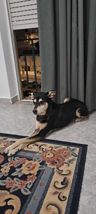Pet Sitting em Ferragudo | Cães e Gatos