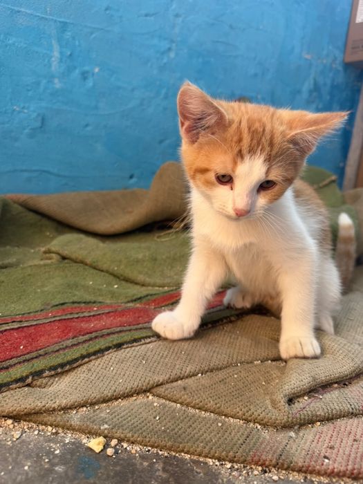 Котики безкоштовно