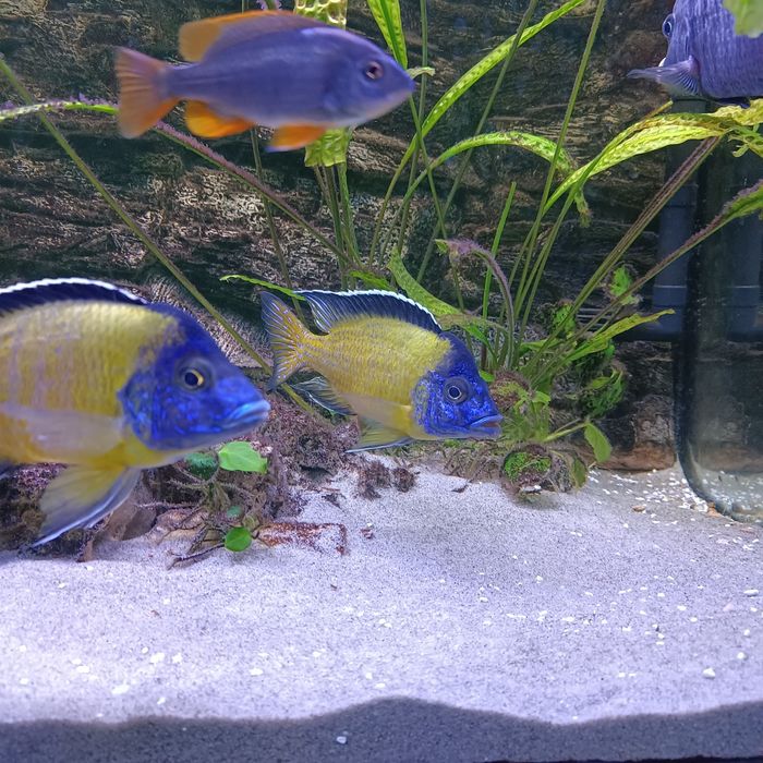 Aulonocara Hongi pielęgnica Malawi