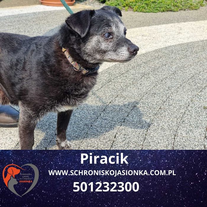 PIRACIK do adopcji – Schronisko Jasionka
