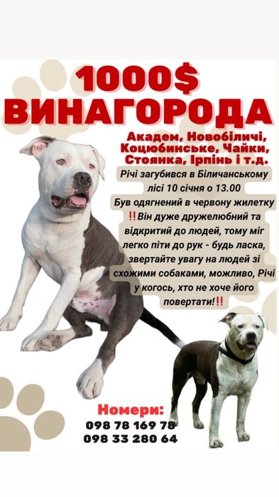 Пошук загубленого песика