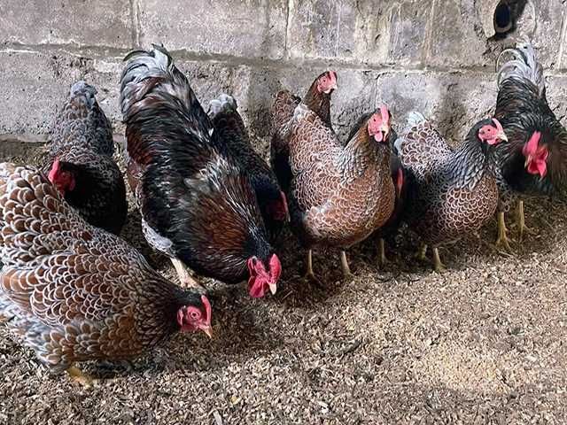 Яйце на інкубацію, курчата, Віандот: блакитне золото, срібло.