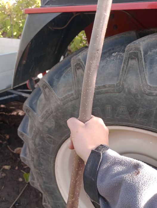 Katalpa catalpa nana surmia