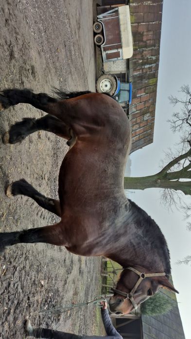 Ogier sztumski programowy