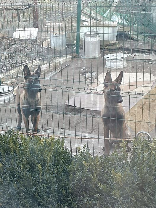 Кобели  КСУ\ FCI бельгийской овчарки