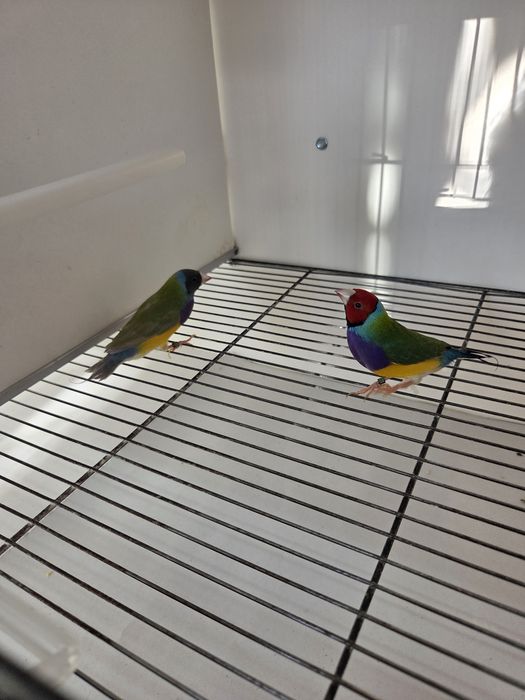Diamantes de Gould de 2026 prontos a criar