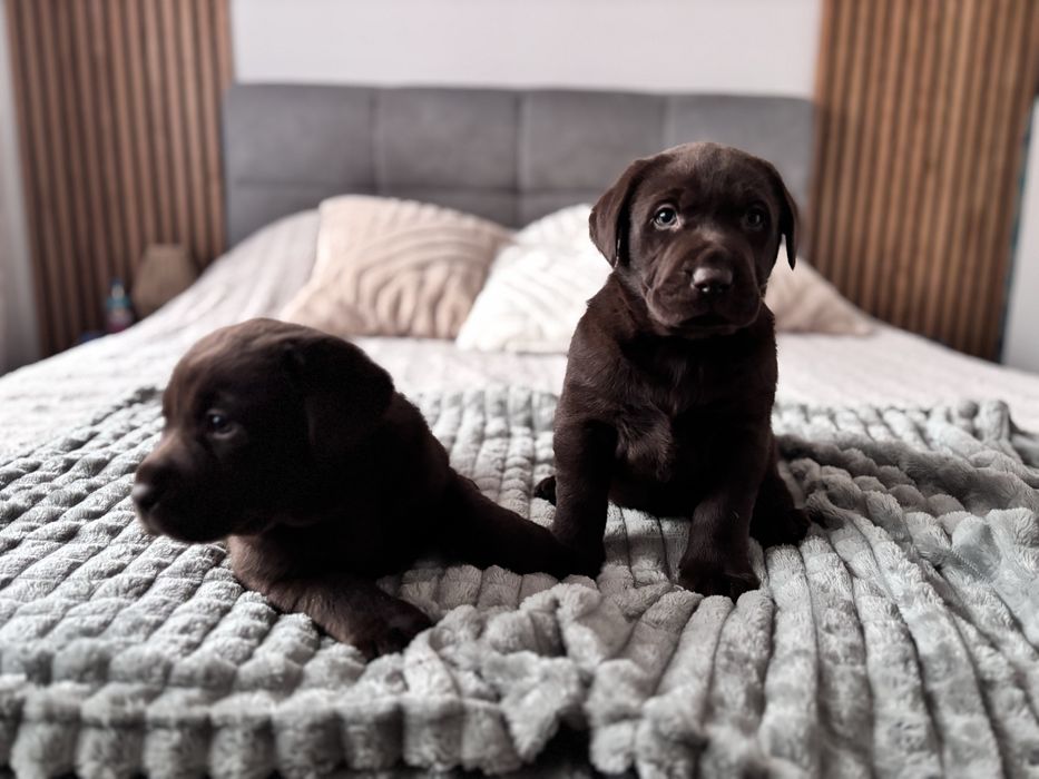 Labrador czekoladowy