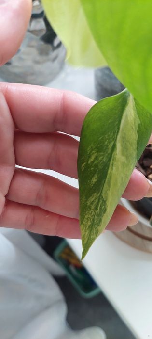 Monstera Marmorata