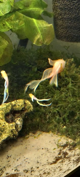 Zbrojnik snow white long fin