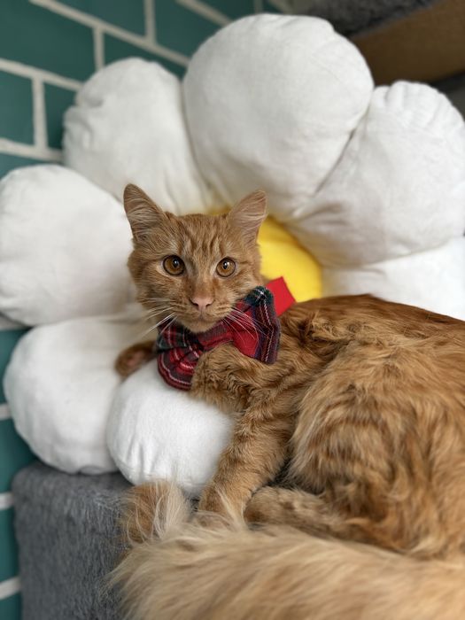 Рудий молодий кіт котик 7-8 місяців