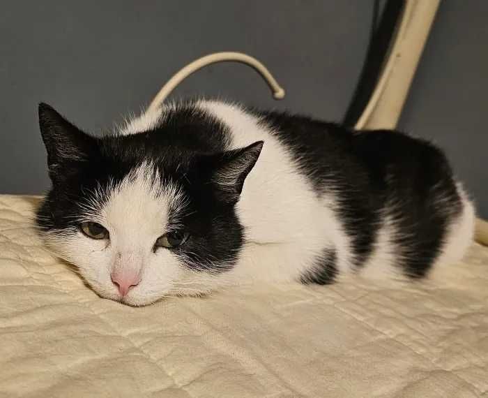 Kieszonkowa Cebulka szuka domu