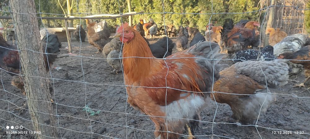 Koguty i kury  Brahna, kochin olbrzymi