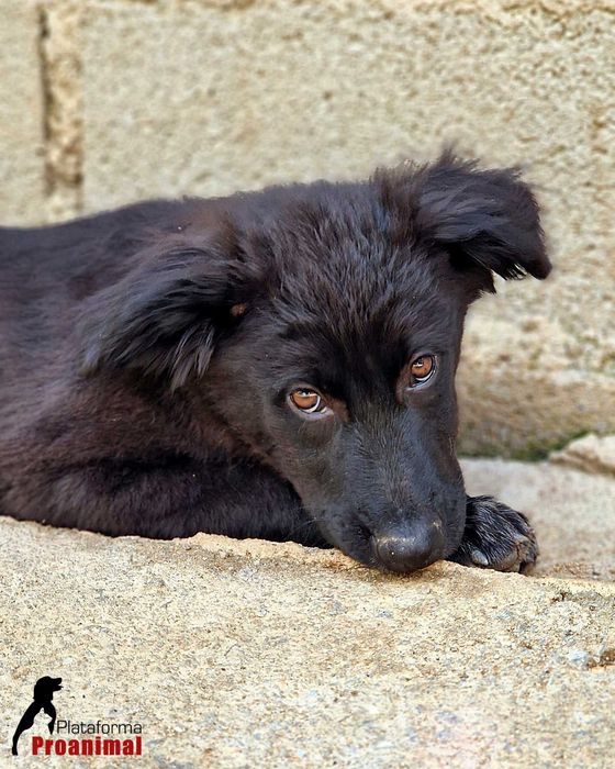 FUGI - Cãozinho jovem para Adoção!