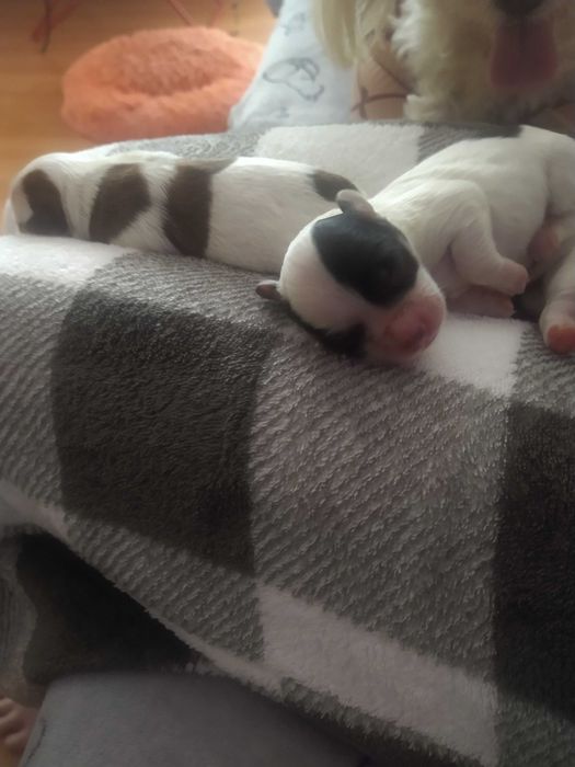 Psy oddam za darmo maltańczyk