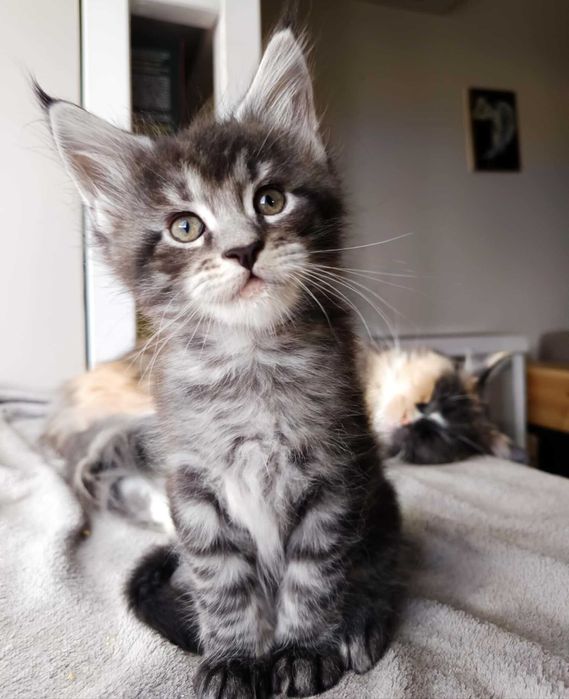 Kocurek Lorenzo rasy Maine Coon - REZERWACJA