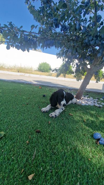 Cocker Spaniel Inglês Azul Ruão macho