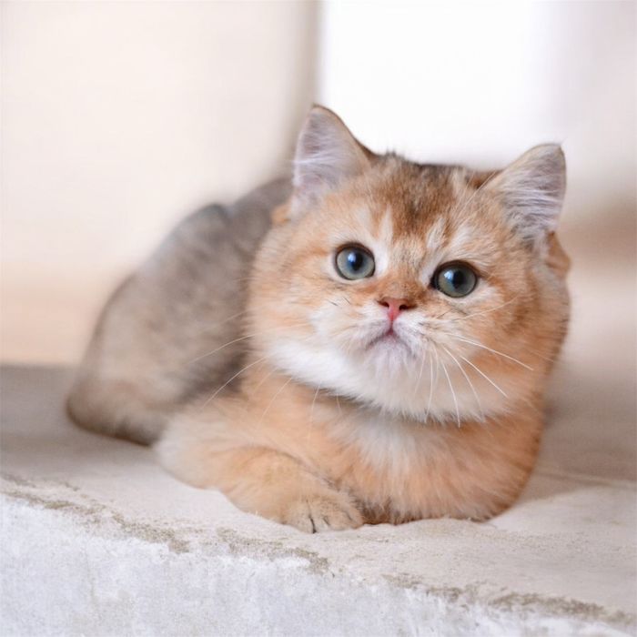 Золотий британчик хлопчик