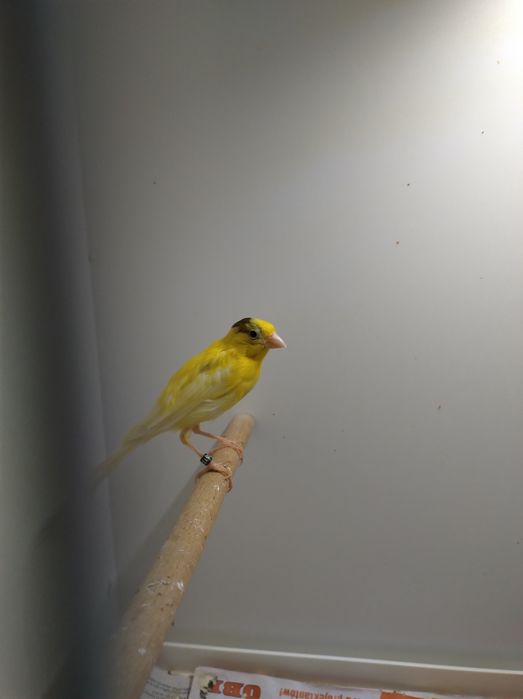 Kanarki śpiewające rosyjskie