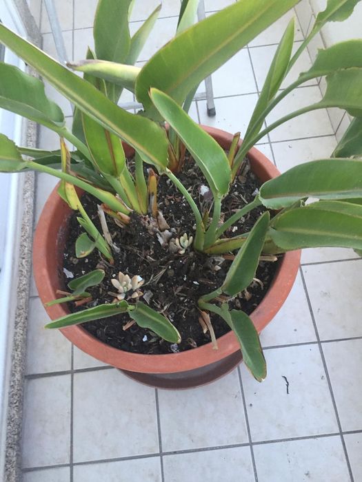 Planta Estrelicia em vaso