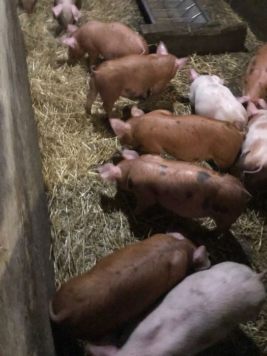 Поросята на відгодівлю