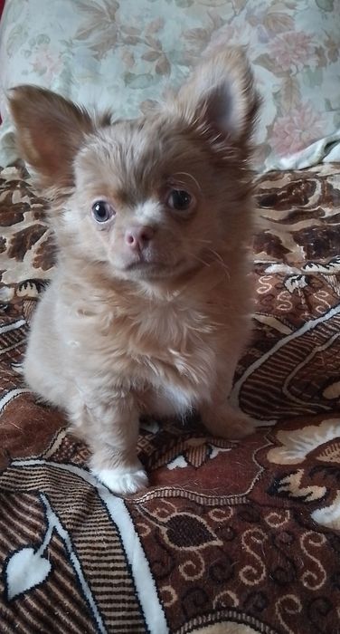 Хлопчик чихуахуа д.ш. стандарт