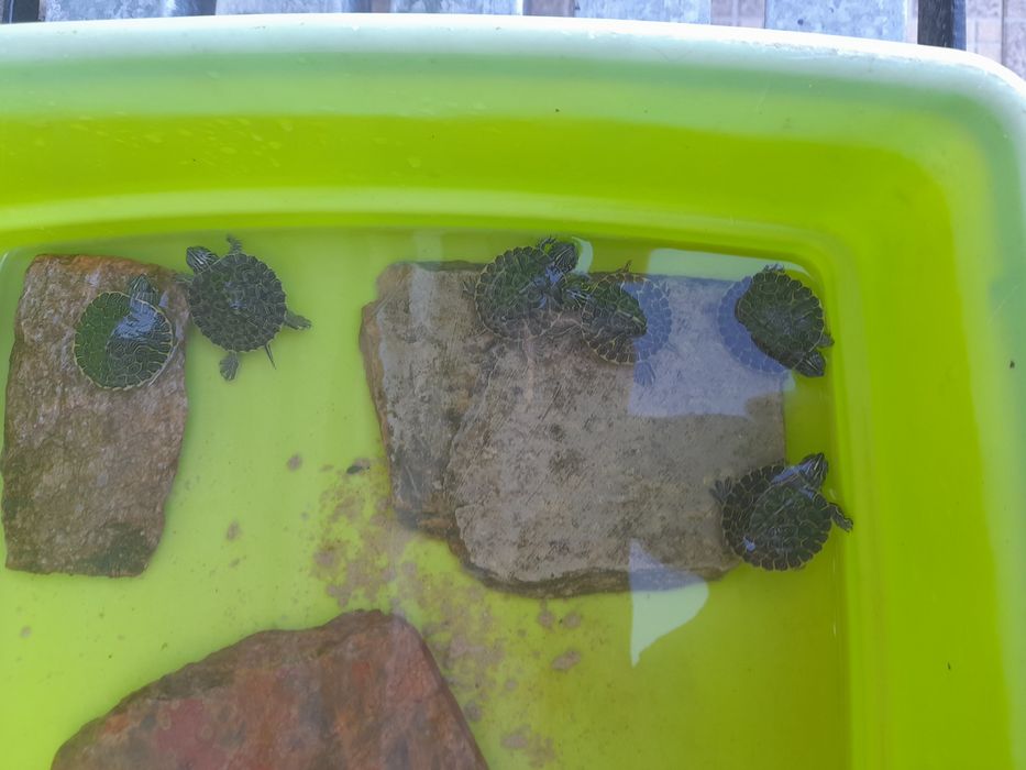 Tartarugueira juvenil