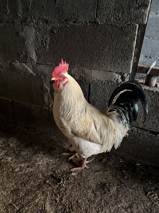 Vendo galo ( a galar ) galinhas adultas ( cerca de 2/3 anos ) ainda metem ovos e uma coquicha