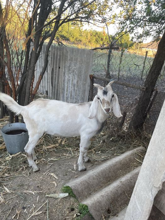 Цап Анго-нуб покриває ваших кіз
